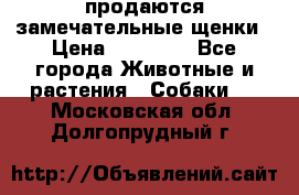 продаются замечательные щенки › Цена ­ 10 000 - Все города Животные и растения » Собаки   . Московская обл.,Долгопрудный г.
